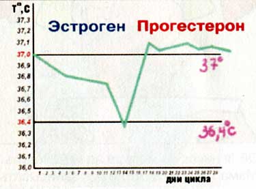 3 4 дни цикла